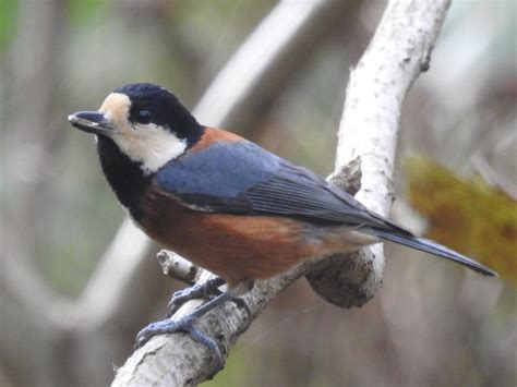 庭 鳥|野鳥図鑑（野鳥の種類、名前）